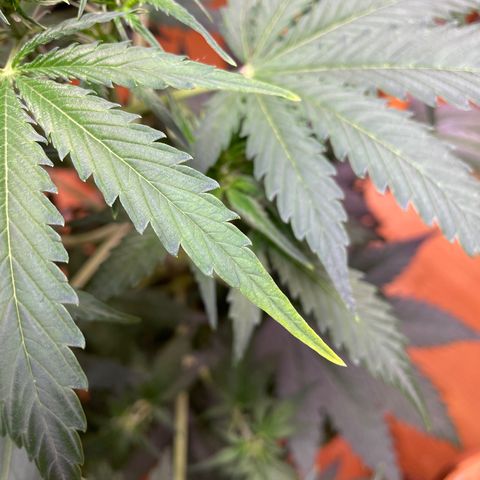 Indica Northern Lights growlog photo: A little consering! Probably just light burn. Moved light further away. Only at very top