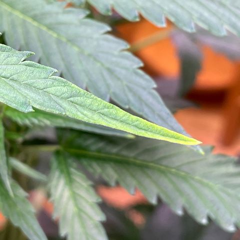 Indica Northern Lights growlog photo: A little consering! Probably just light burn. Moved light further away. Only at very top