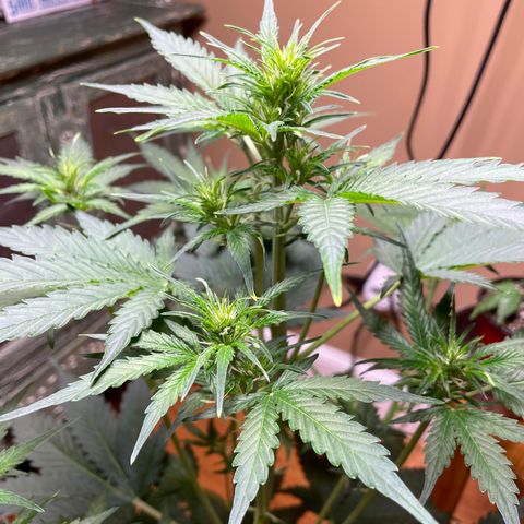 Indica Northern Lights growlog timeline photo