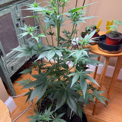 Indica Northern Lights growlog photo: Monster!!!