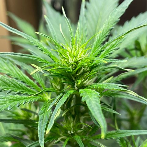 Indica Northern Lights growlog timeline photo