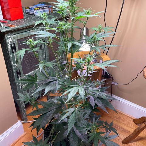 Indica Northern Lights growlog timeline photo