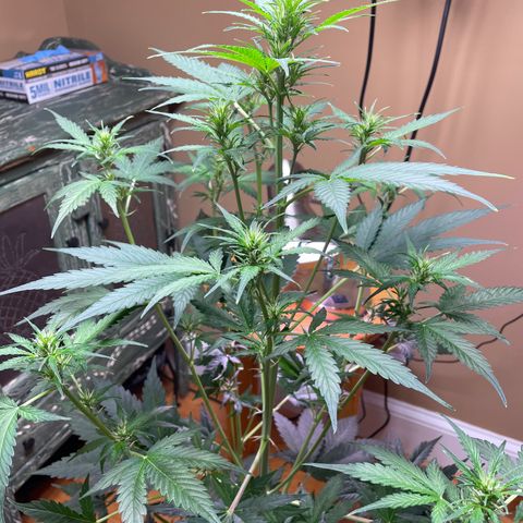 Indica Northern Lights growlog timeline photo