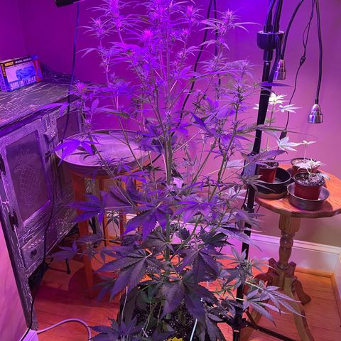Indica Northern Lights growlog photo: Added an additional Spider Farmer light and angled them into main Cola because of height! Reduced Spider Farmer lights down to 12hr.