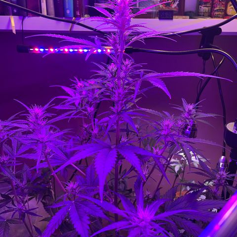 Indica Northern Lights growlog photo: Added an additional Spider Farmer light and angled them into main Cola because of height! Reduced Spider Farmer lights down to 12hr.