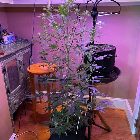 Indica Northern Lights growlog timeline photo