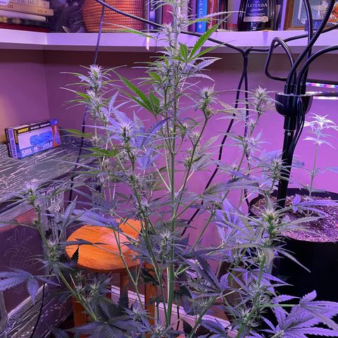Indica Northern Lights growlog timeline photo