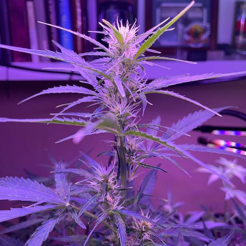 Indica Northern Lights growlog timeline photo