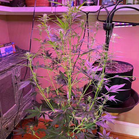 Indica Northern Lights growlog timeline photo
