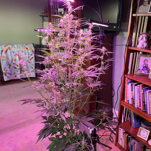 Indica Northern Lights growlog timeline photo
