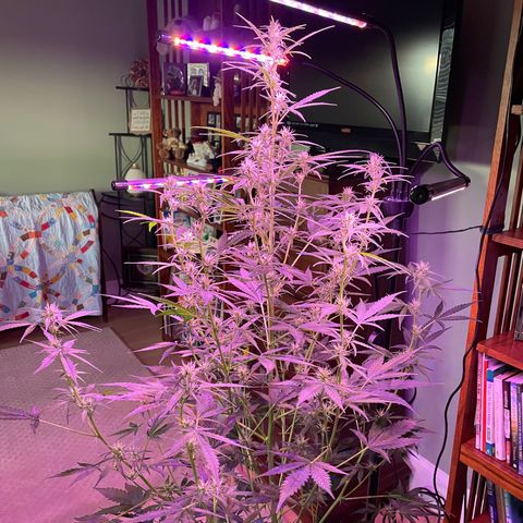 Indica Northern Lights growlog timeline photo