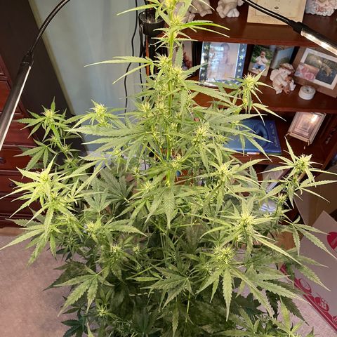 Indica Northern Lights growlog timeline photo