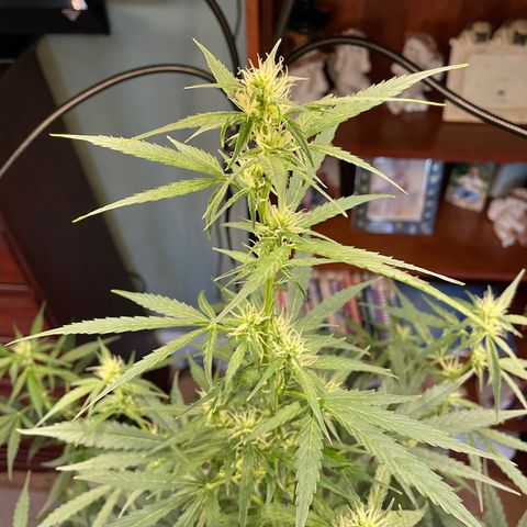 Indica Northern Lights growlog timeline photo