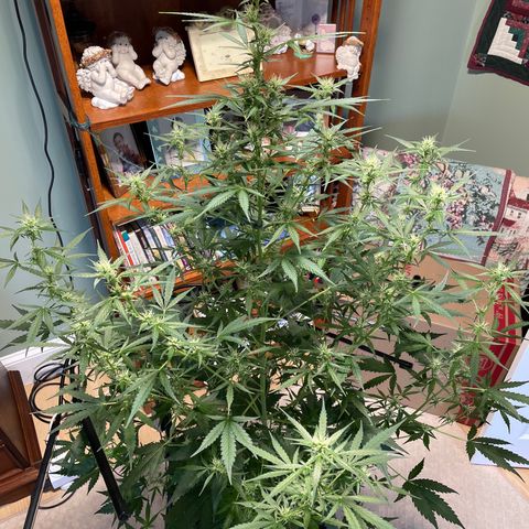 Indica Northern Lights growlog timeline photo