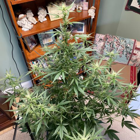 Indica Northern Lights growlog timeline photo