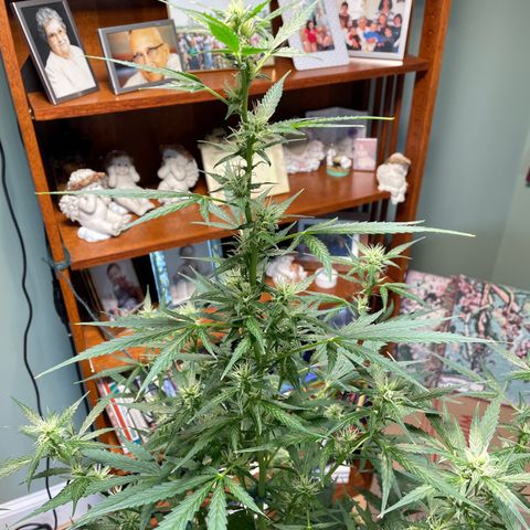 Indica Northern Lights growlog timeline photo