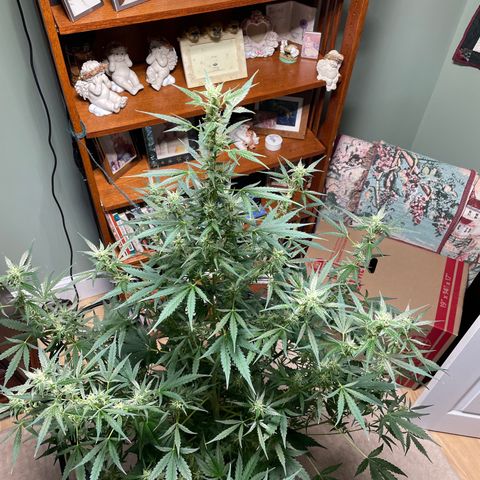 Indica Northern Lights growlog timeline photo