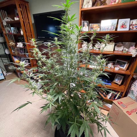 Indica Northern Lights growlog timeline photo