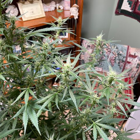 Indica Northern Lights growlog timeline photo