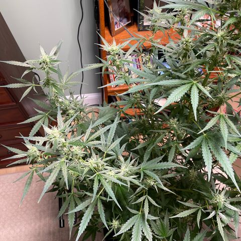 Indica Northern Lights growlog timeline photo