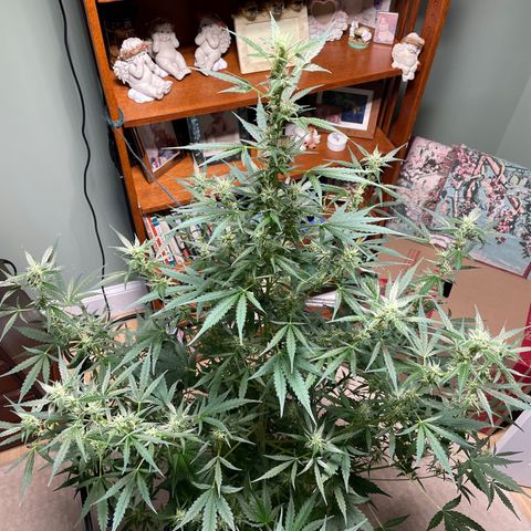 Indica Northern Lights growlog timeline photo