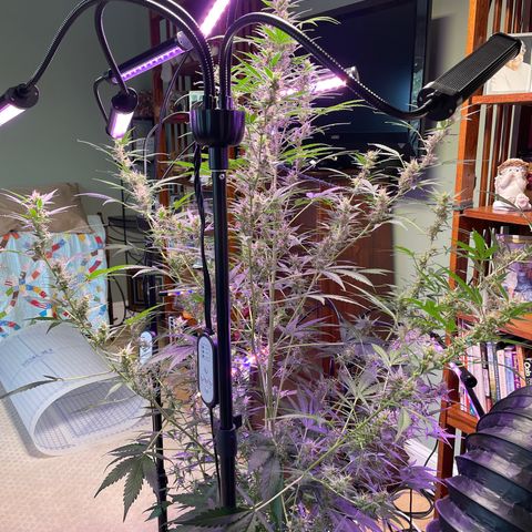 Indica Northern Lights growlog timeline photo