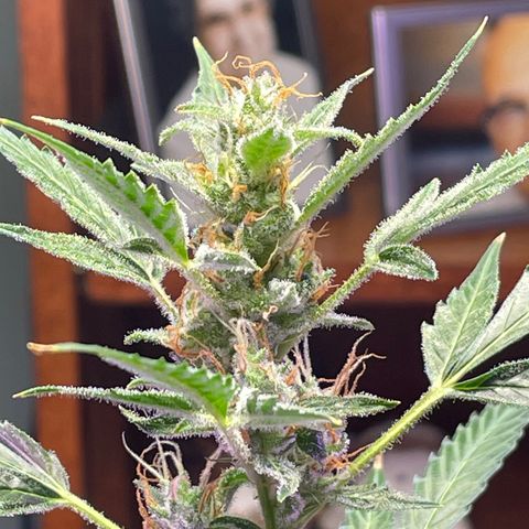 Indica Northern Lights growlog timeline photo
