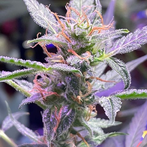 Indica Northern Lights growlog timeline photo