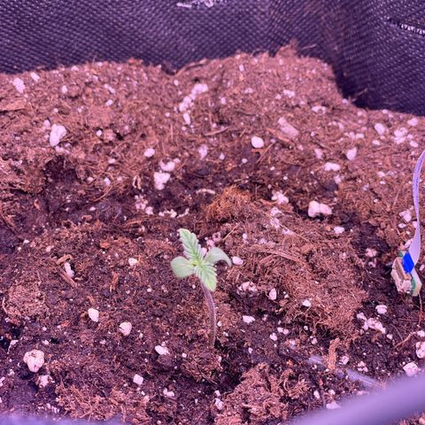 #1	 growlog timeline photo