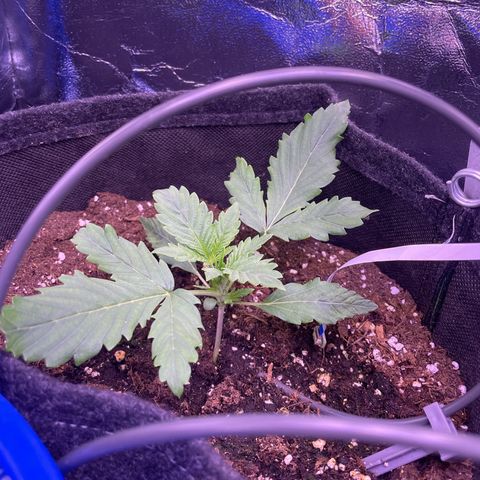 #1	 growlog timeline photo