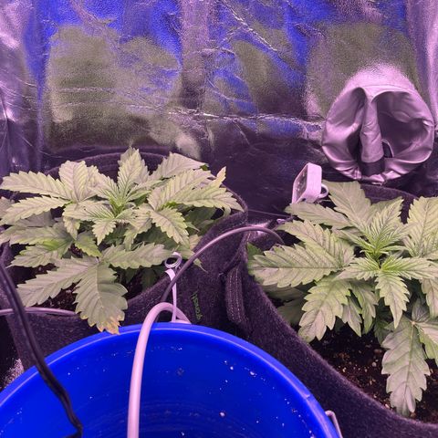 #1	 growlog timeline photo