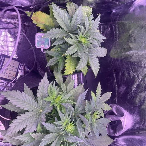 #1	 growlog timeline photo