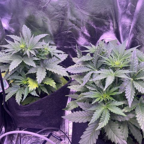#1	 growlog timeline photo