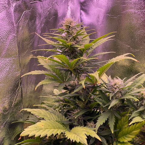 #1	 growlog timeline photo