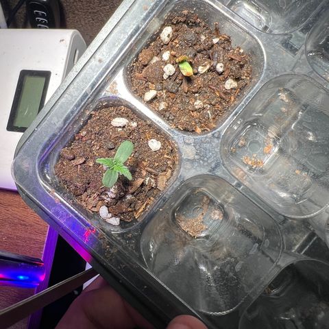 Gorilla glue(gg4) growlog timeline photo