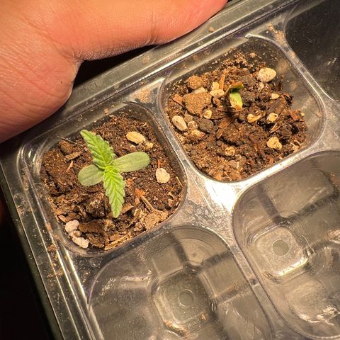 Gorilla glue(gg4) growlog timeline photo