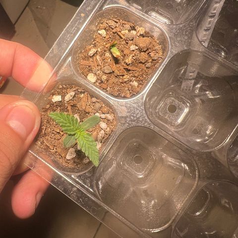 Gorilla glue(gg4) growlog timeline photo