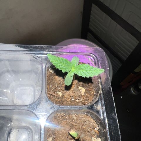 Gorilla glue(gg4) growlog timeline photo