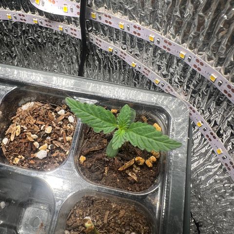 Gorilla glue(gg4) growlog timeline photo