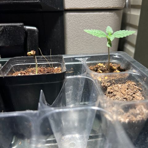 Gorilla glue(gg4) growlog timeline photo