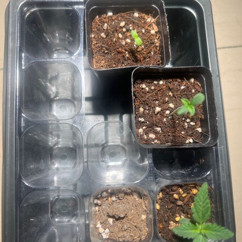 Gorilla glue(gg4) growlog timeline photo
