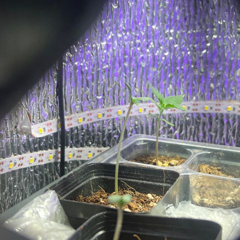 Gorilla glue(gg4) growlog timeline photo