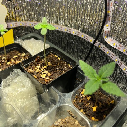 Gorilla glue(gg4) growlog timeline photo