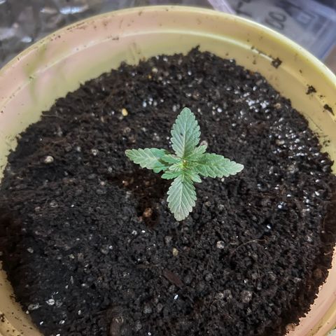 Gorilla glue(gg4) growlog timeline photo