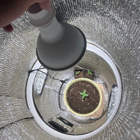 Gorilla glue(gg4) growlog timeline photo