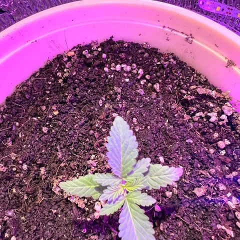 Gorilla glue(gg4) growlog timeline photo