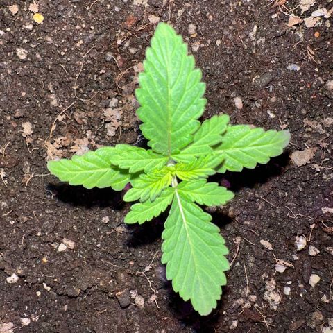 Gorilla glue(gg4) growlog timeline photo