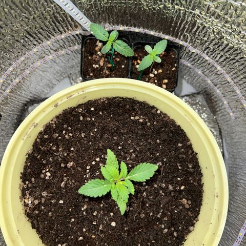 Gorilla glue(gg4) growlog timeline photo