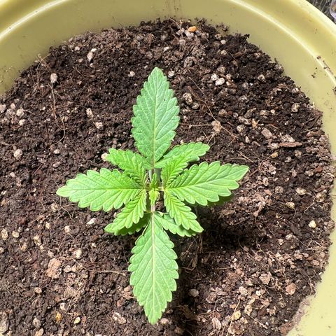 Gorilla glue(gg4) growlog timeline photo