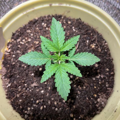 Gorilla glue(gg4) growlog timeline photo